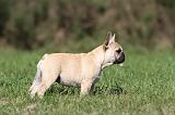 BOULEDOGUE FRANCAIS 594